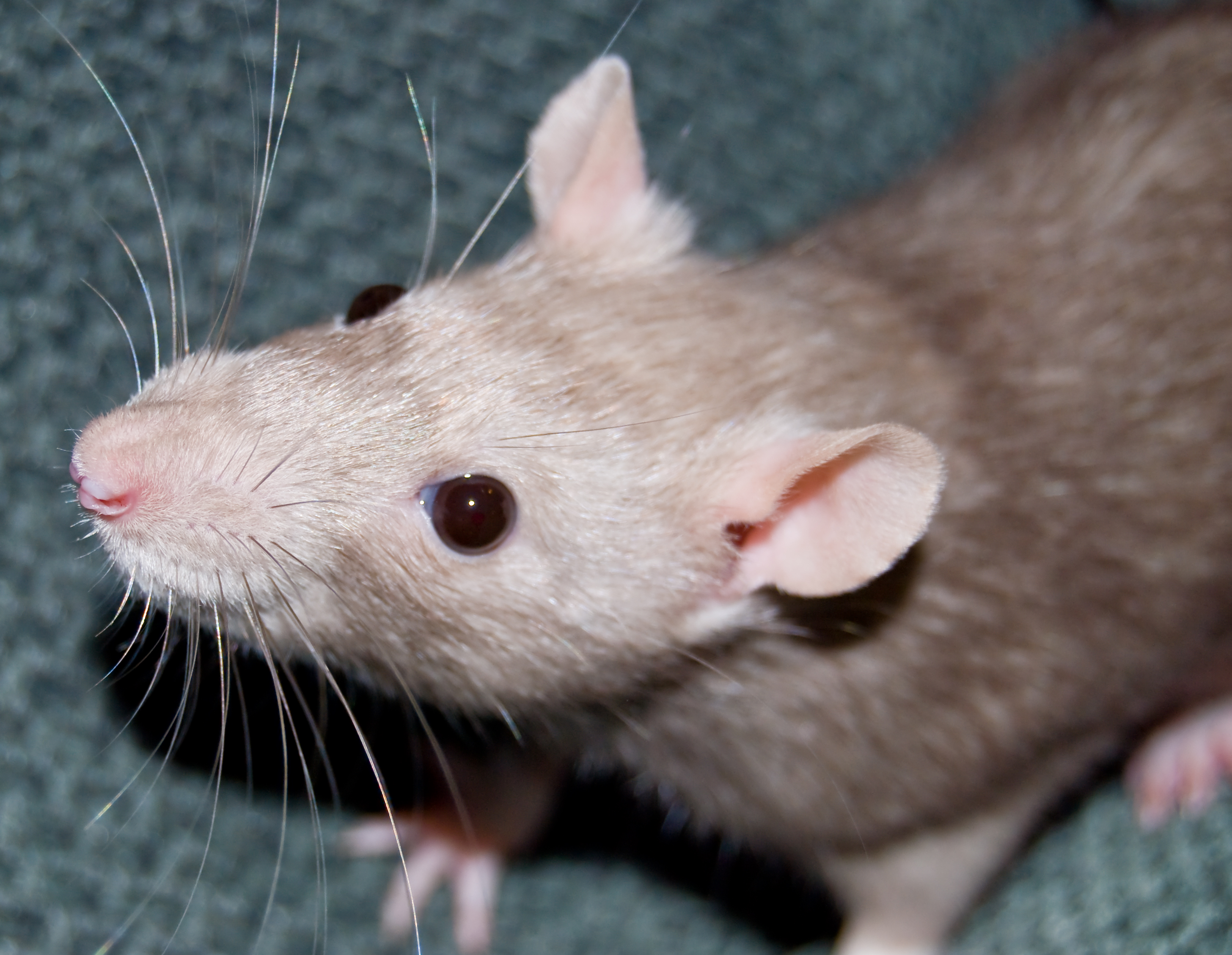 Rat musqué : Conseils traitement rat musqué