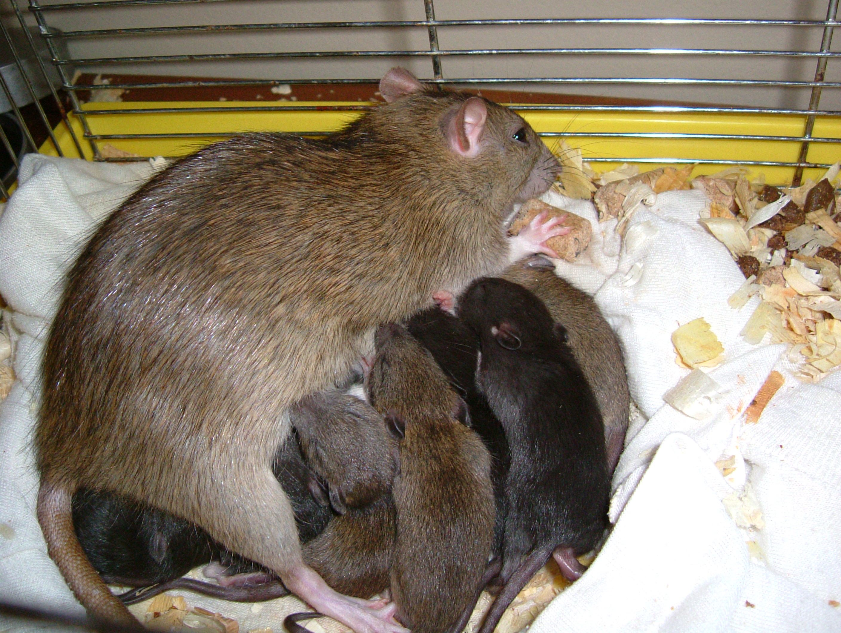 maman et bébés rats Becs et Museaux Val-d'Or