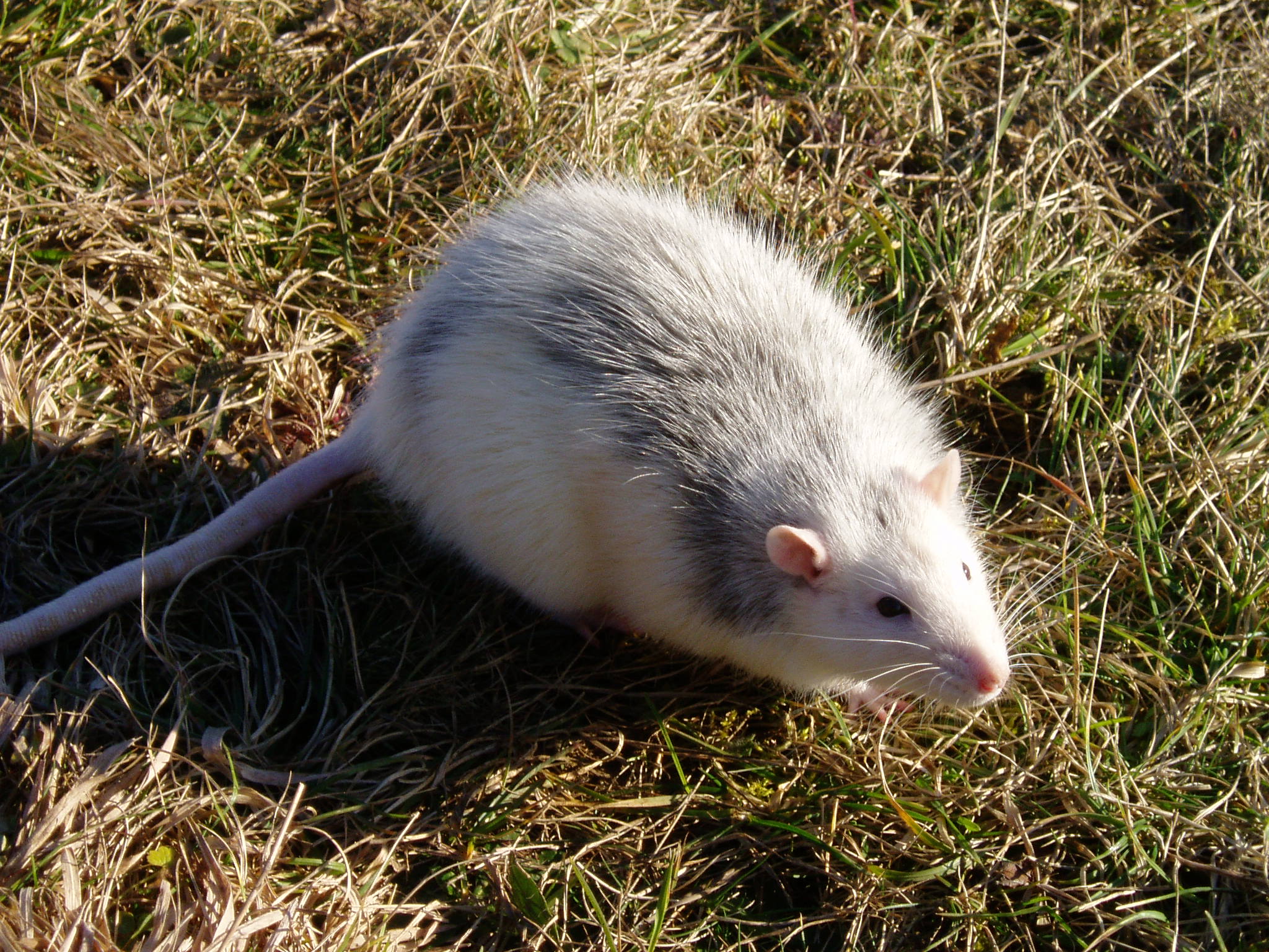 rat obèse Becs et Museaux Val-d'Or